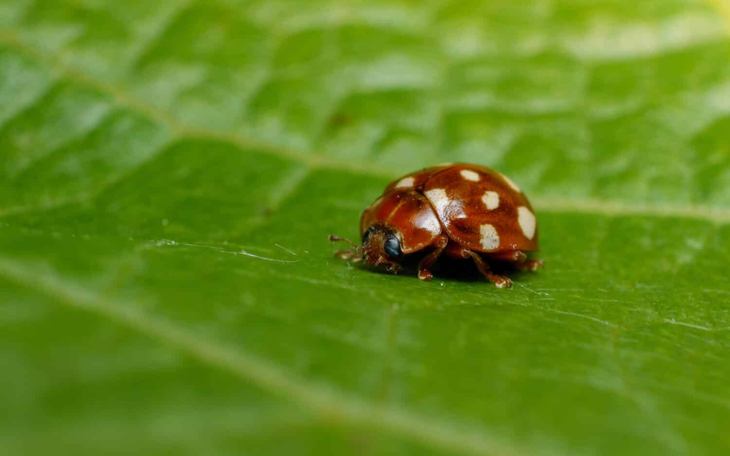 12 Types of Ladybugs Found In Colorado! (ID GUIDE) - Bird Watching HQ