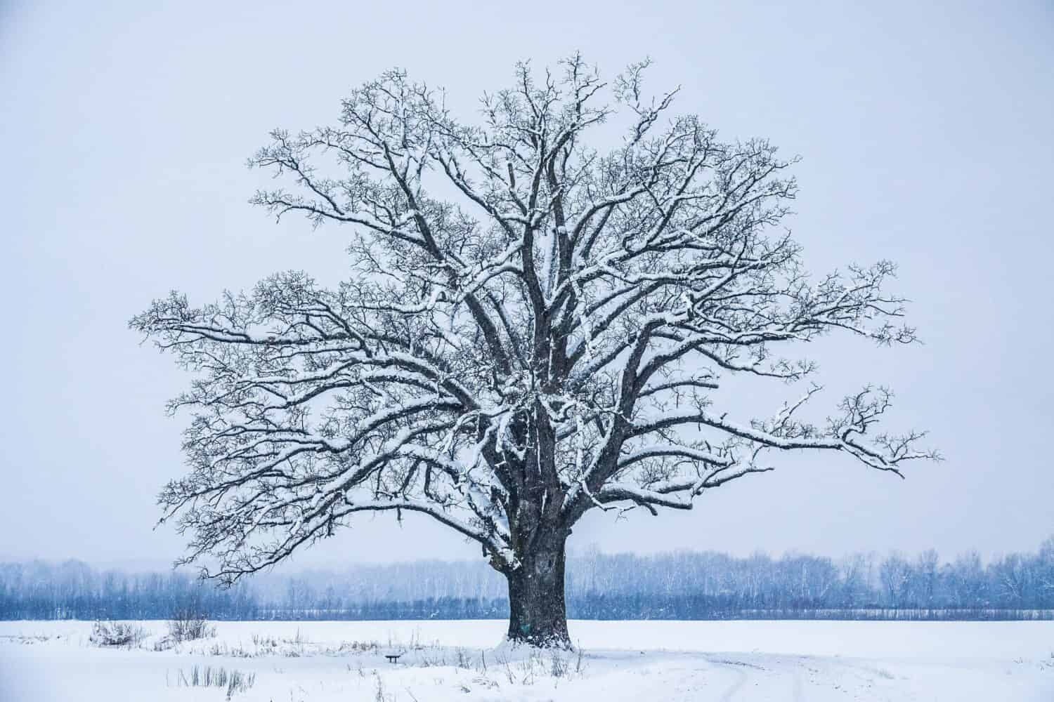 A huge snowy tree in a rural field in the winter