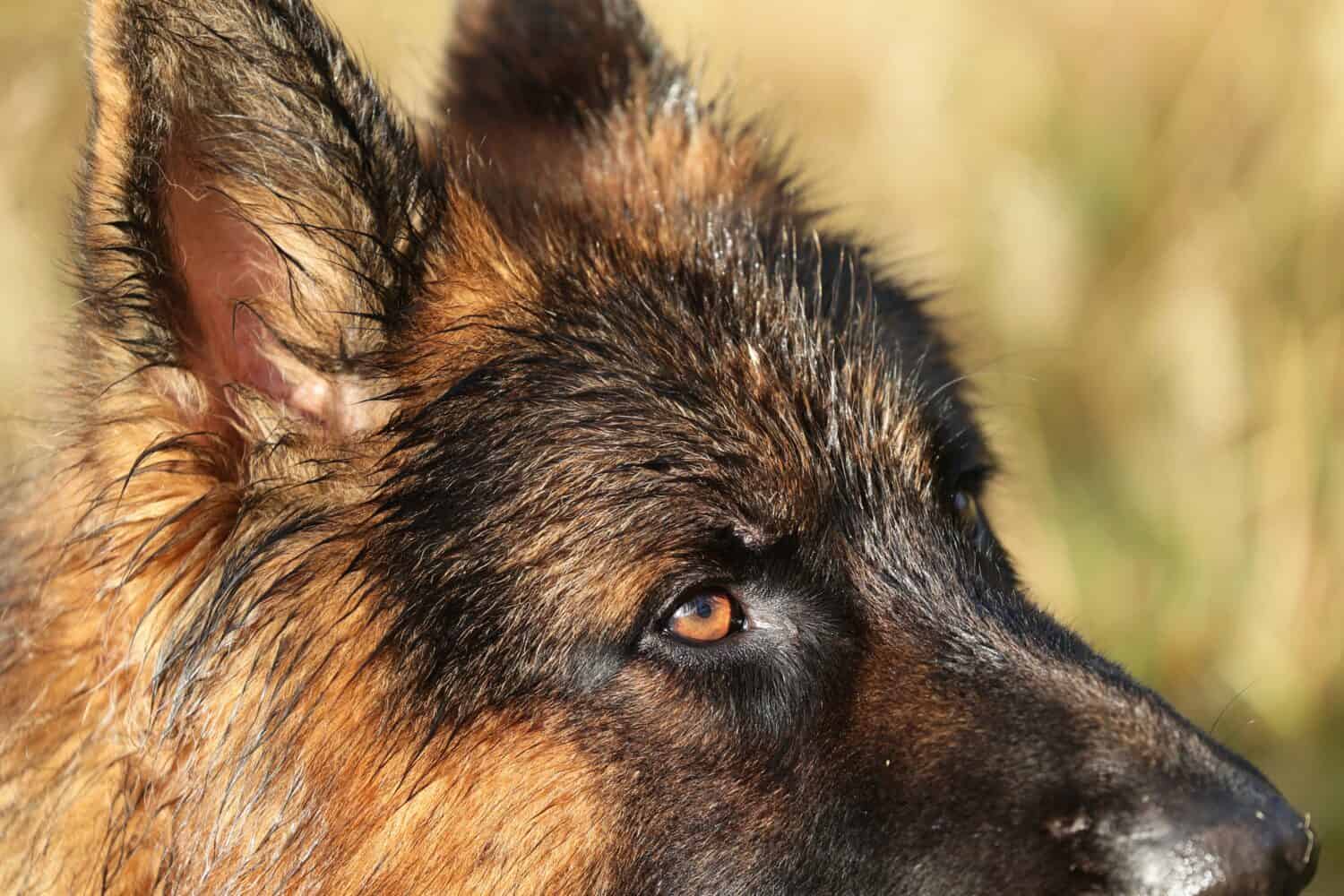 One of the most common German shepherd health problems affects the corneas and causing blindness. 