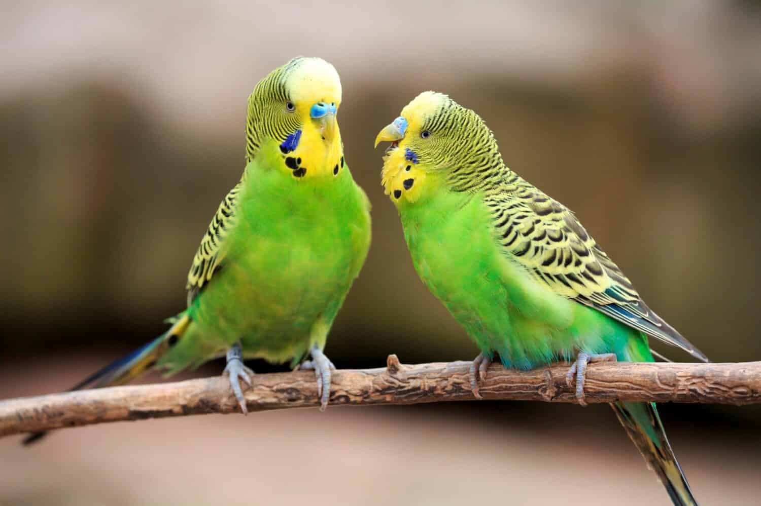 Parakeet Prices in 2024: Purchase Cost, Supplies, Food, and More! - A-Z ...