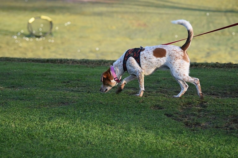 Dog sniffing the ground on the trail of a scent