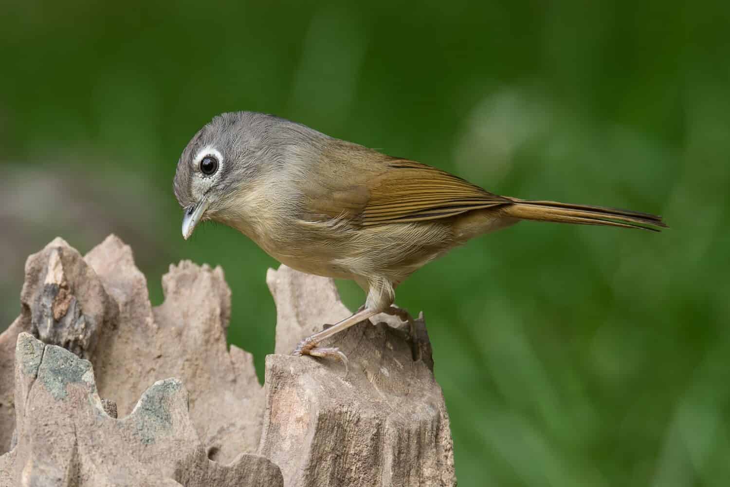 The pretty Nepal Fulvetta posing on a tree stump