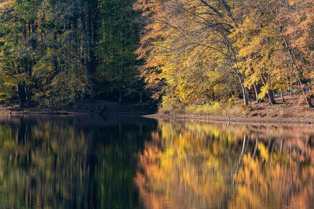 Autumn foliage glows in early morning light along the Patuxent River at Scotts Cove Recreation Area, Maryland.