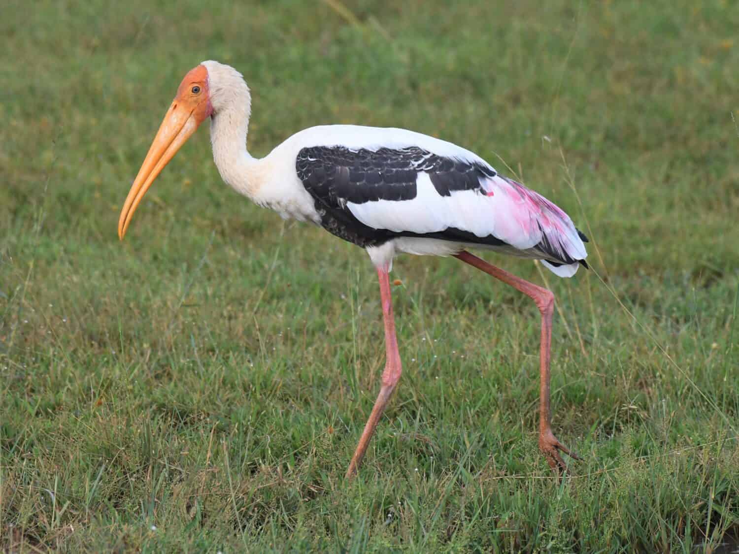 The painted stork  is a large wader in the stork family. It is found in the wetlands of the plains of tropical Asia south and Indian subcontinent.