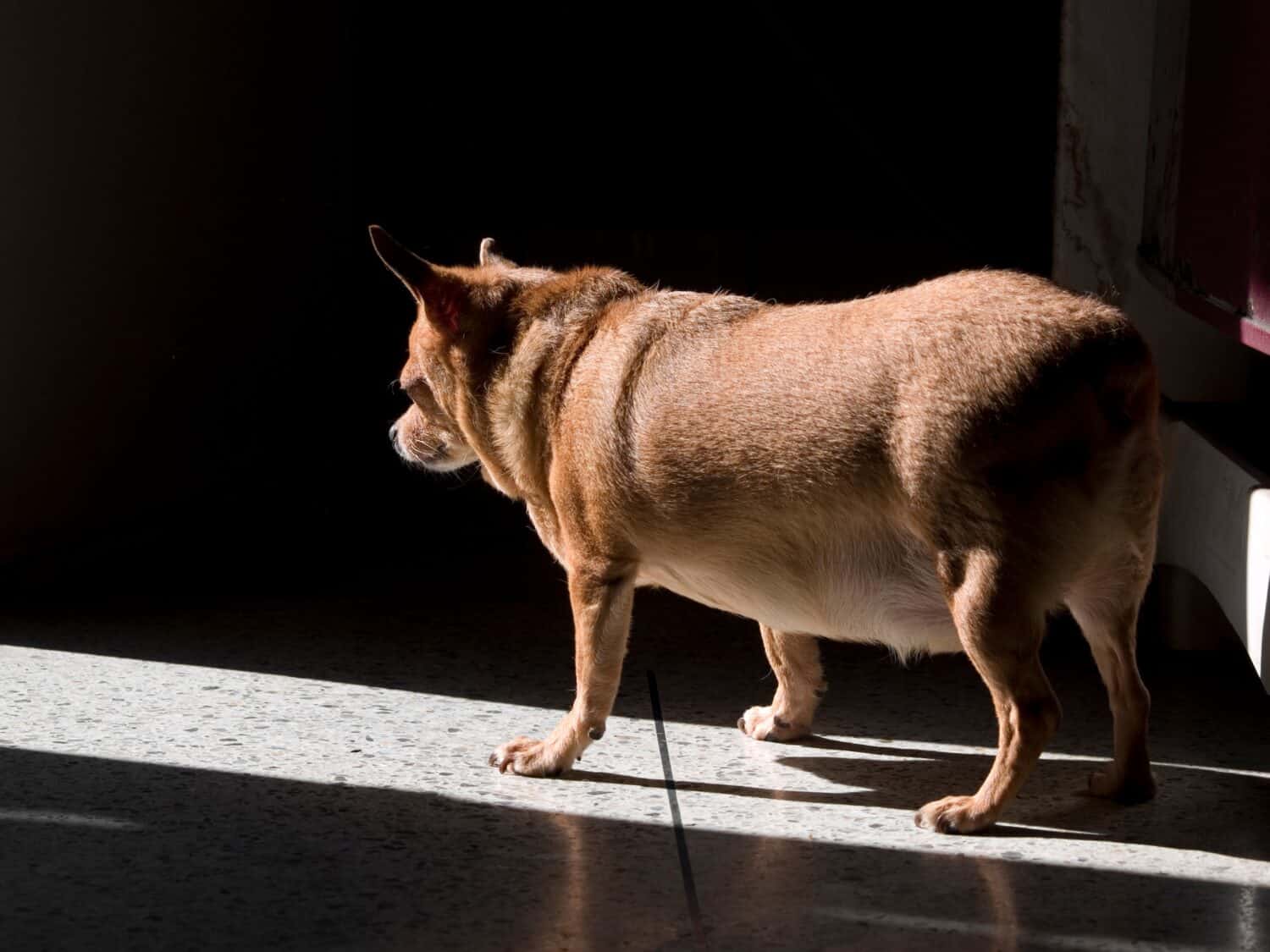 Fat pregnant Chihuahua dog standing on the floor in morning light