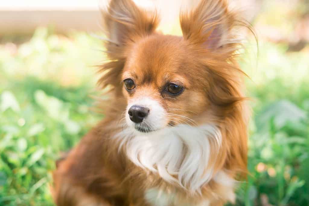 Chihuahua. Red-haired dog. Fluffy dog ​​with long hair. Puppy. Little Dog in nature. Chihuahua licks its lips. The dog stuck out its tongue. Cute animals.