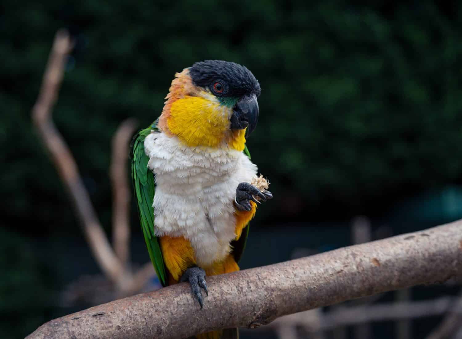 A black-headed parrot perching on a branch.
