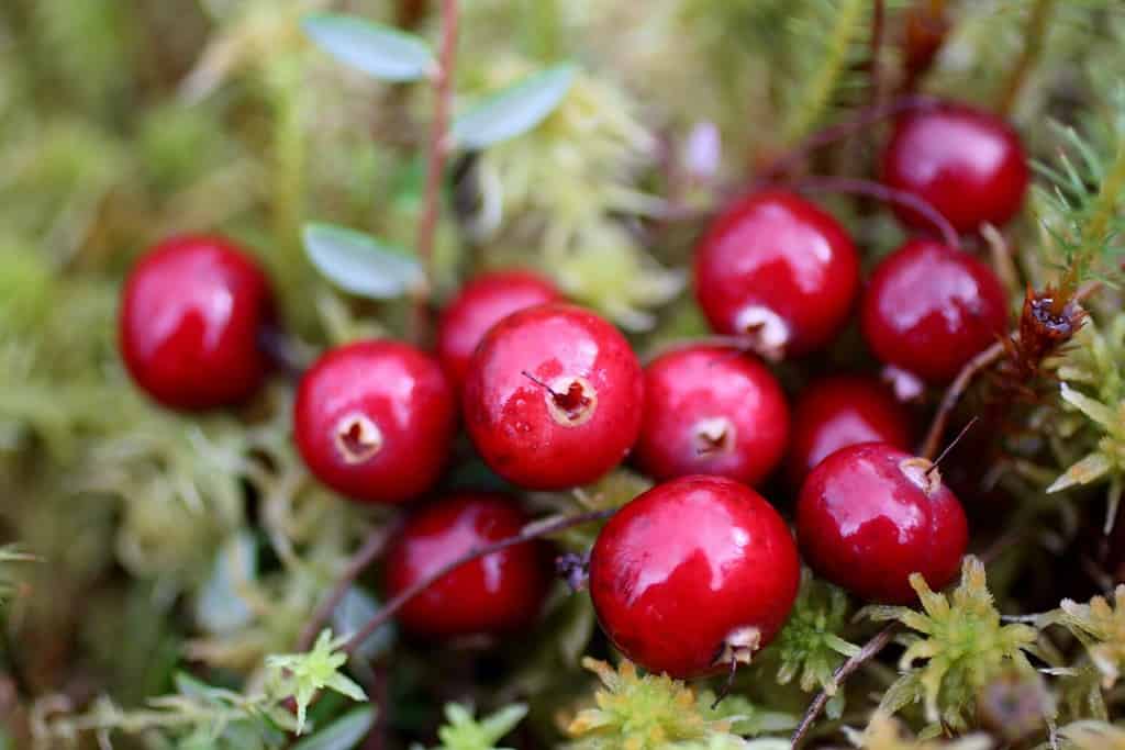 Cranberry wild. The bunch of red berries of cranberries in the fall in the swamp. Forest berries in the natural environment. Macro photo.