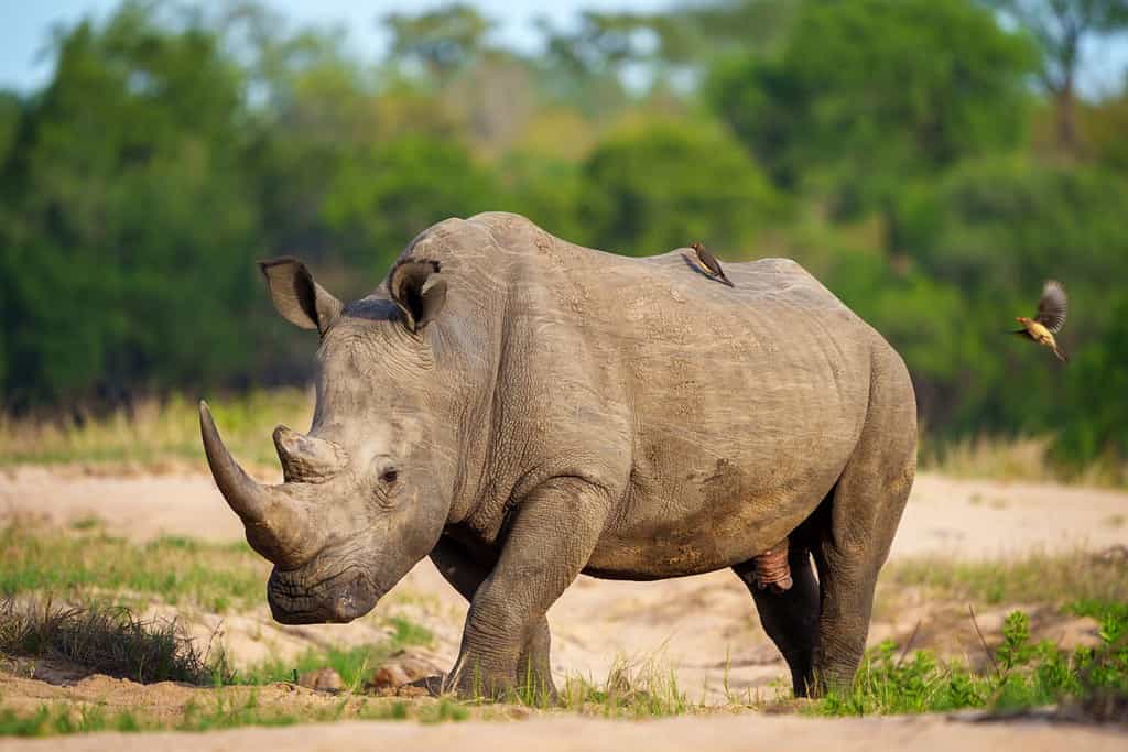 White rhinoceros, square-lipped rhinoceros or rhino (Ceratotherium simum) and red-billed oxpecker (Buphagus erythrorynchus). Mpumalanga. South Africa.