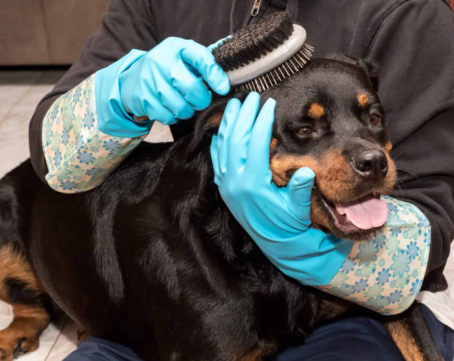 Grooming my pet rottweiler  with a brush