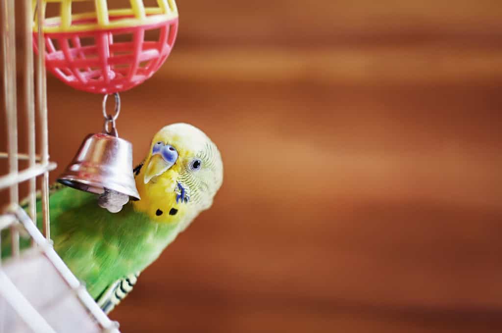 Domestic budgie sitting with his toy friend. A green Budgerigar