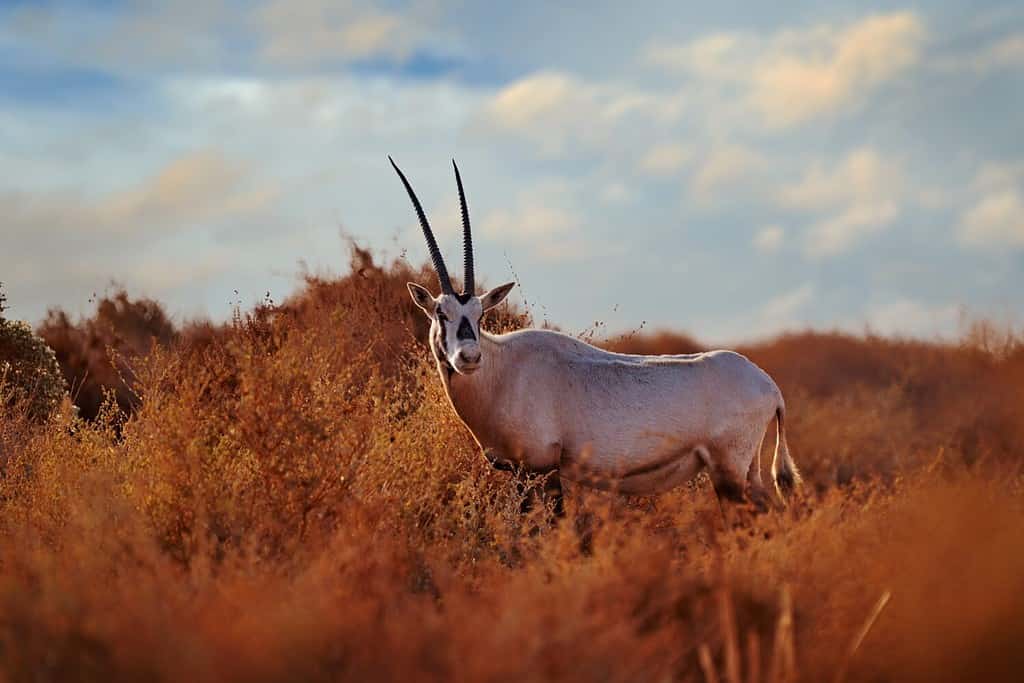 Arabian oryx or white oryx, Oryx leucoryx, antelope with a distinct shoulder bump, Evening light in nature. Travel Jordan, Arabia nature. Animal in the nature habitat, Shaumari reserve, Jordan.