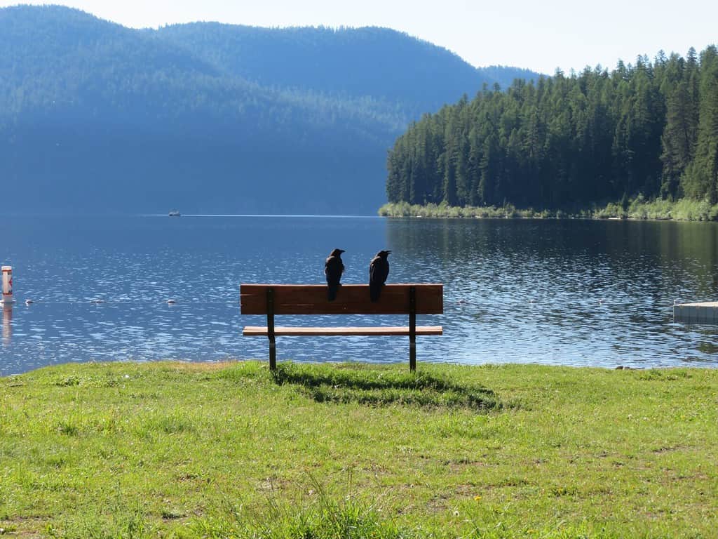 Crows Enjoying the Tally Lake View