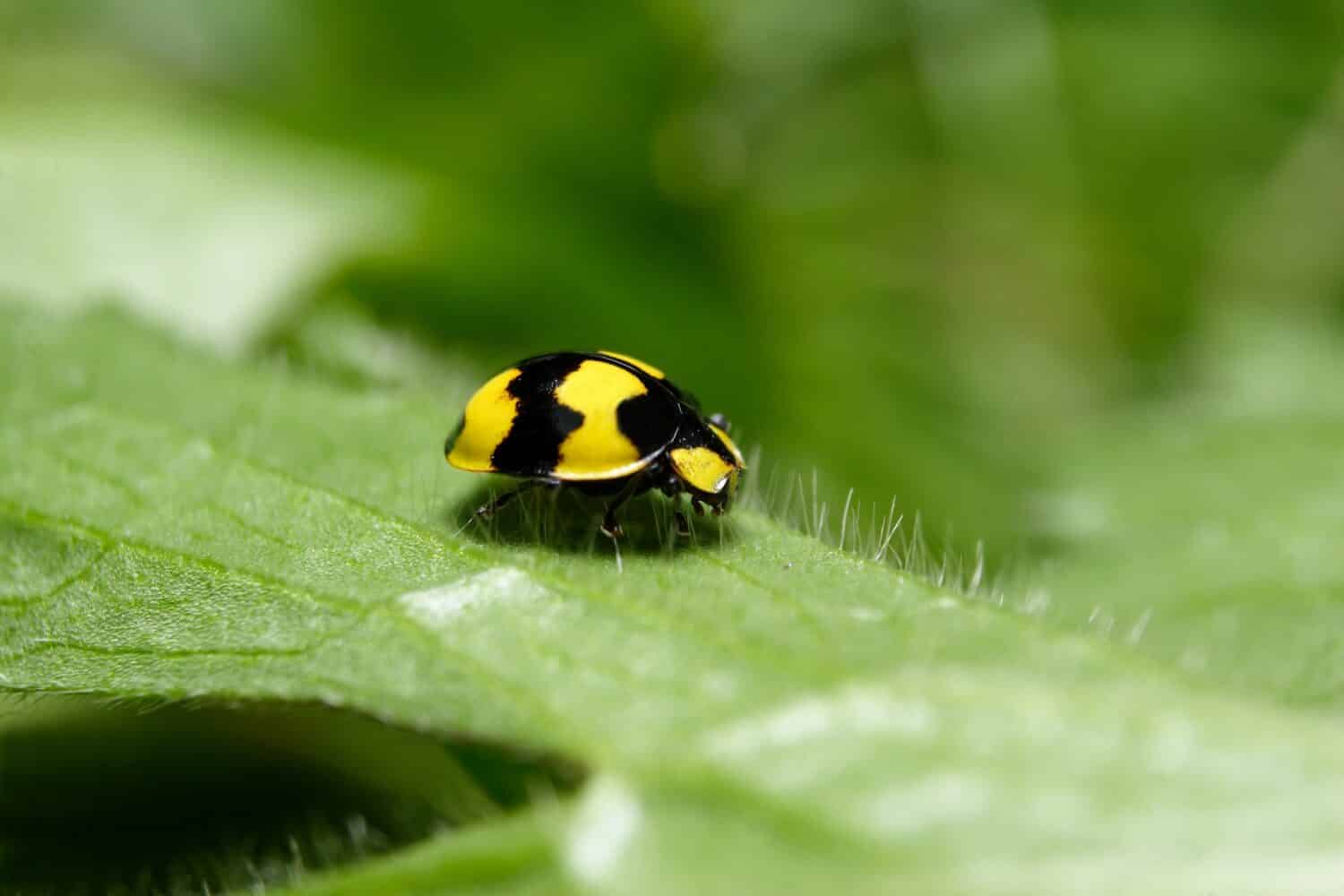 Fungus-eating Ladybird Beetle - Illeis galbula