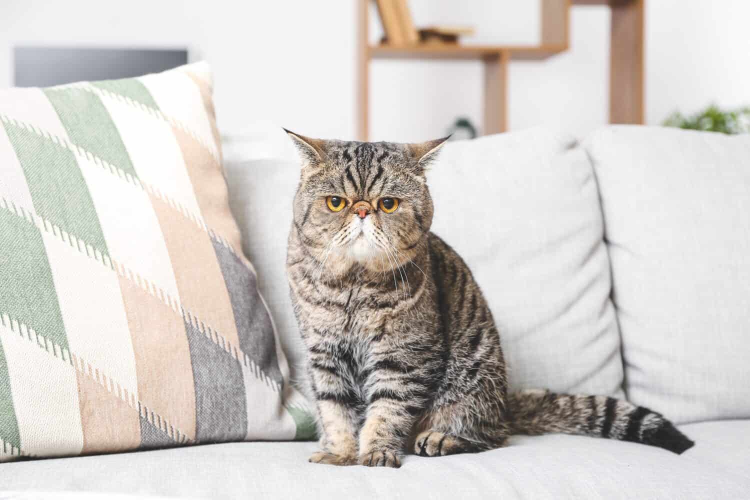 Cute Exotic Shorthair cat on sofa at home