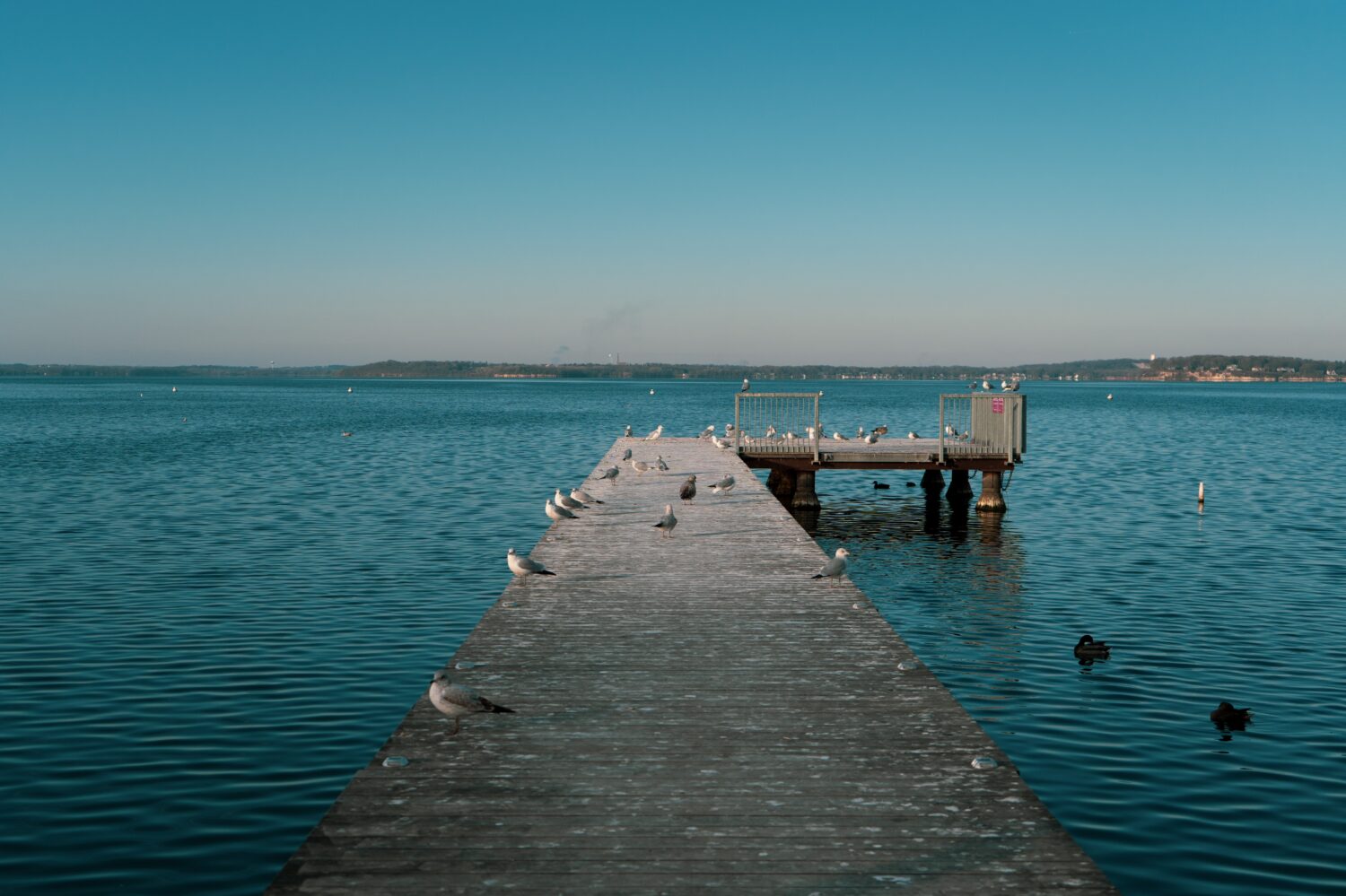 A scenic view of seagulls on a dock in Lake Mendota, Wisconsin