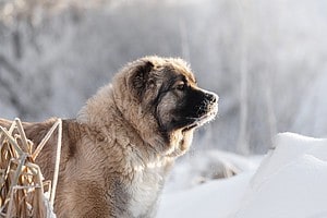 Discover the Top 10 Largest Shepherd Dog Breeds Picture