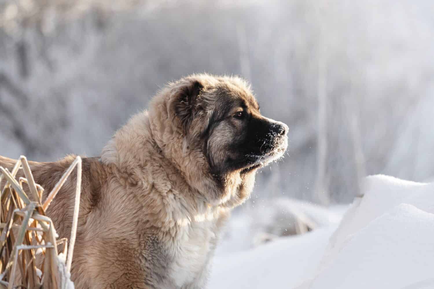 Caucasian Shepherd Dog Prices In 2024 Purchase Cost Vet Bills And 