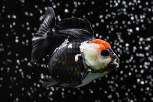 Discover the Top 10 Most Expensive Types of Goldfish Picture