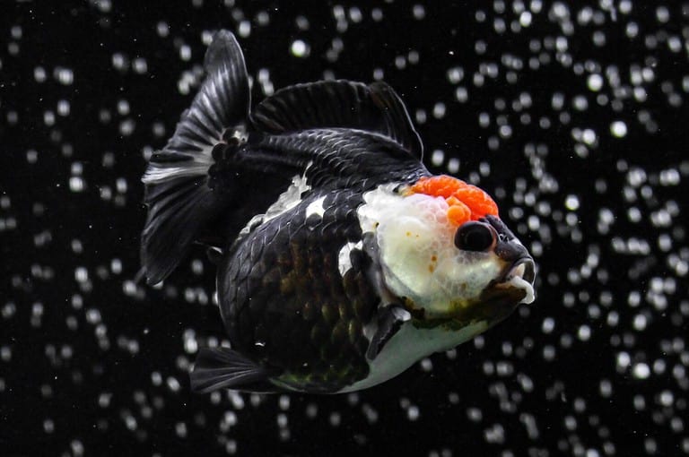 Discover the Top 10 Most Expensive Types of Goldfish AZ Animals
