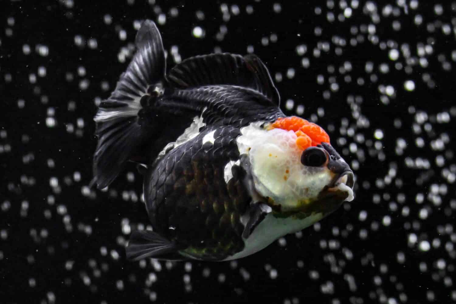 Goldfish commonly Oranda Panda Tricolor in an aquarium with bubbles in the water, Blurred Noise Black Background