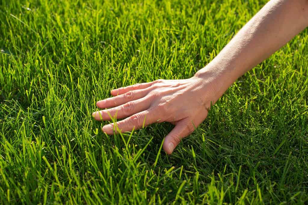 Human palm touching lawn grass low angle view