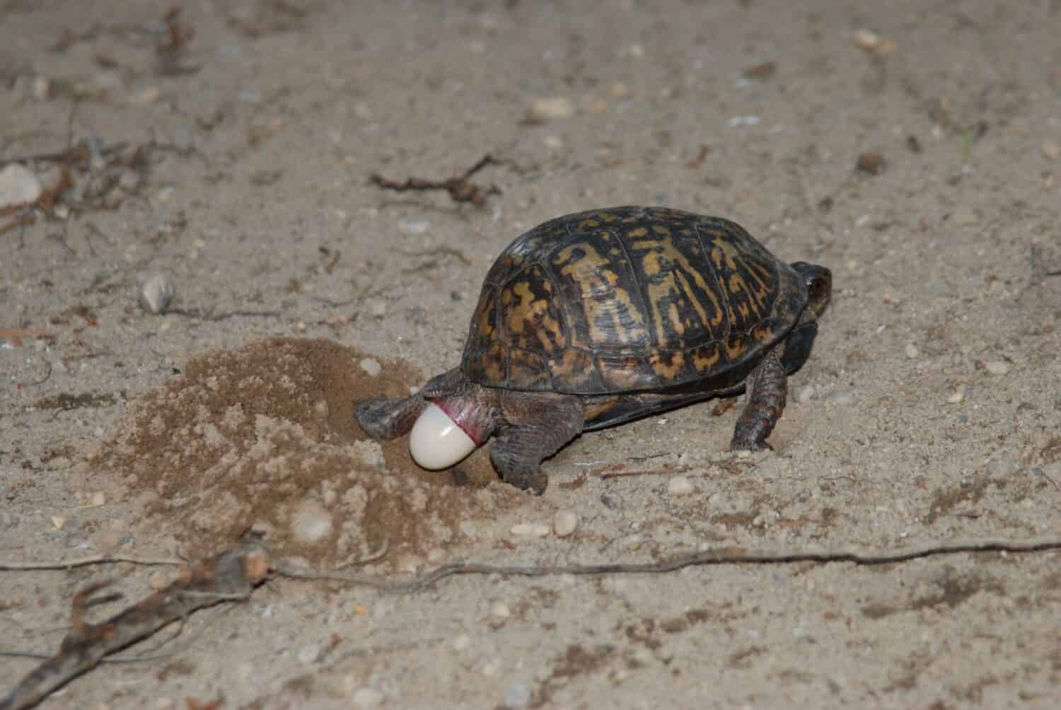 Eastern Box turtle laying her clutch of eggs in the sandy yard