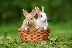 Rabbit Noises: Understanding and Decoding Important Bunny Sounds Picture
