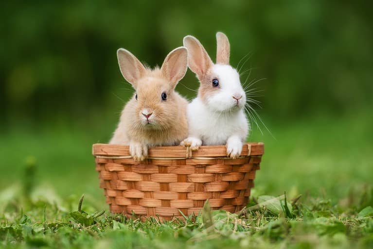 Two little rabbits sitting in the basket in summer