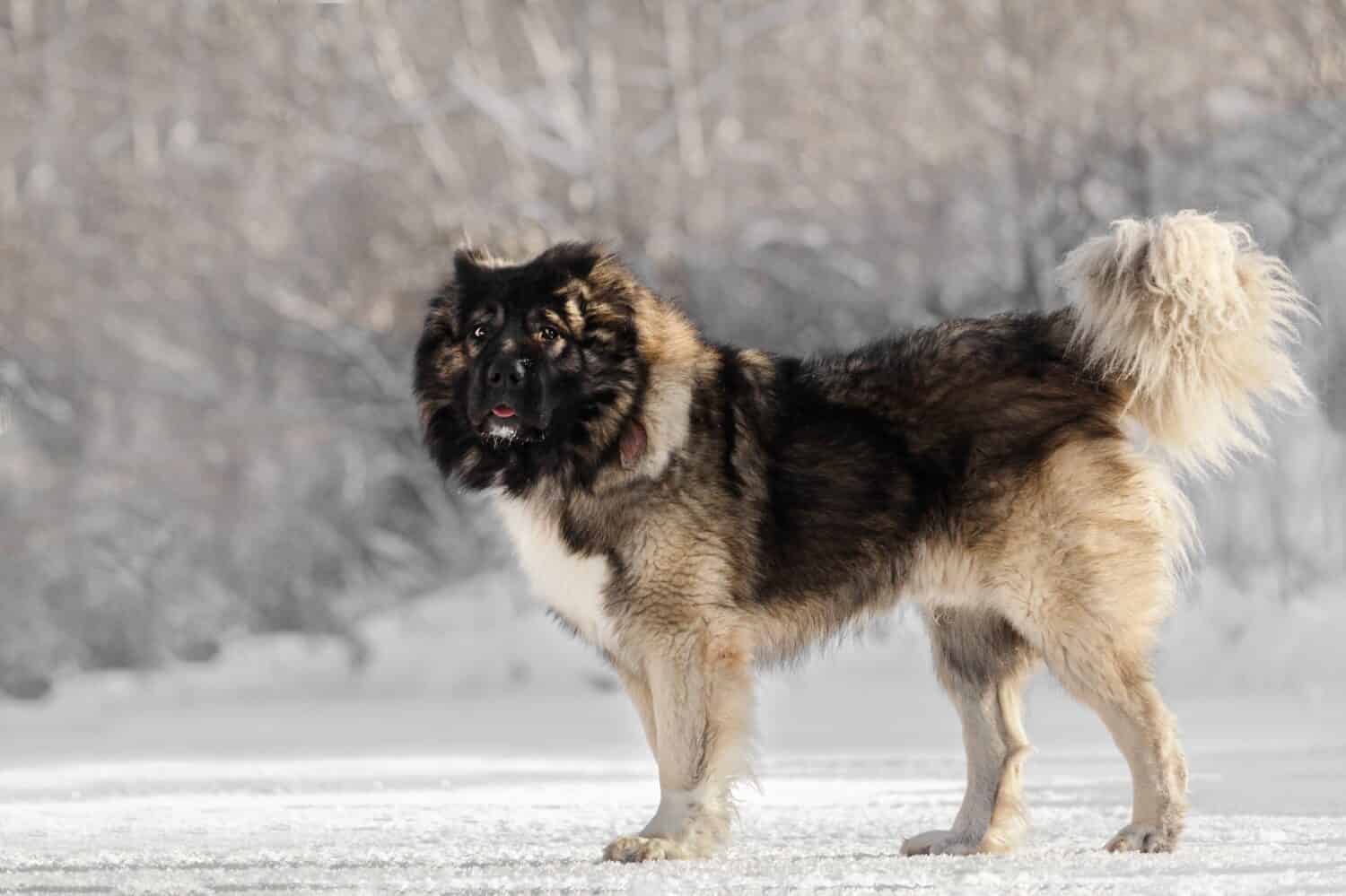 fluffy caucasian shepherd dog stands in the snow in the forest