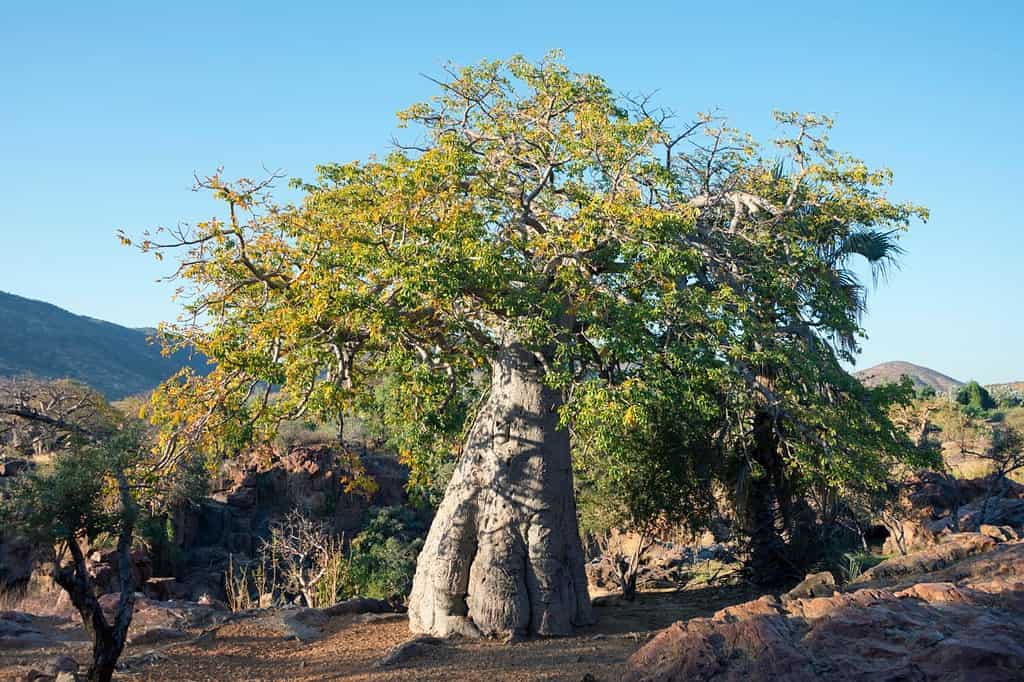 Baobab (Adansonia digitata) tree, Kaokoveld, Namibia