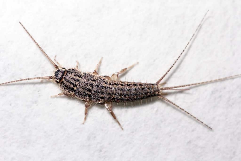 5 Types of Silverfish, Ranked by Creepiness - A-Z Animals