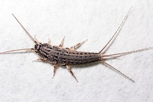 6 Ways to Get Rid of Silverfish Picture