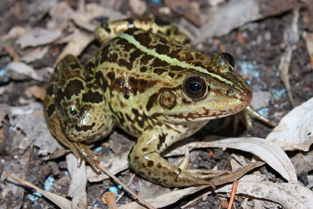 The Balkan frog, Balkan water frog, or Greek marsh frog (Pelophylax kurtmuelleri) in a natural habitat