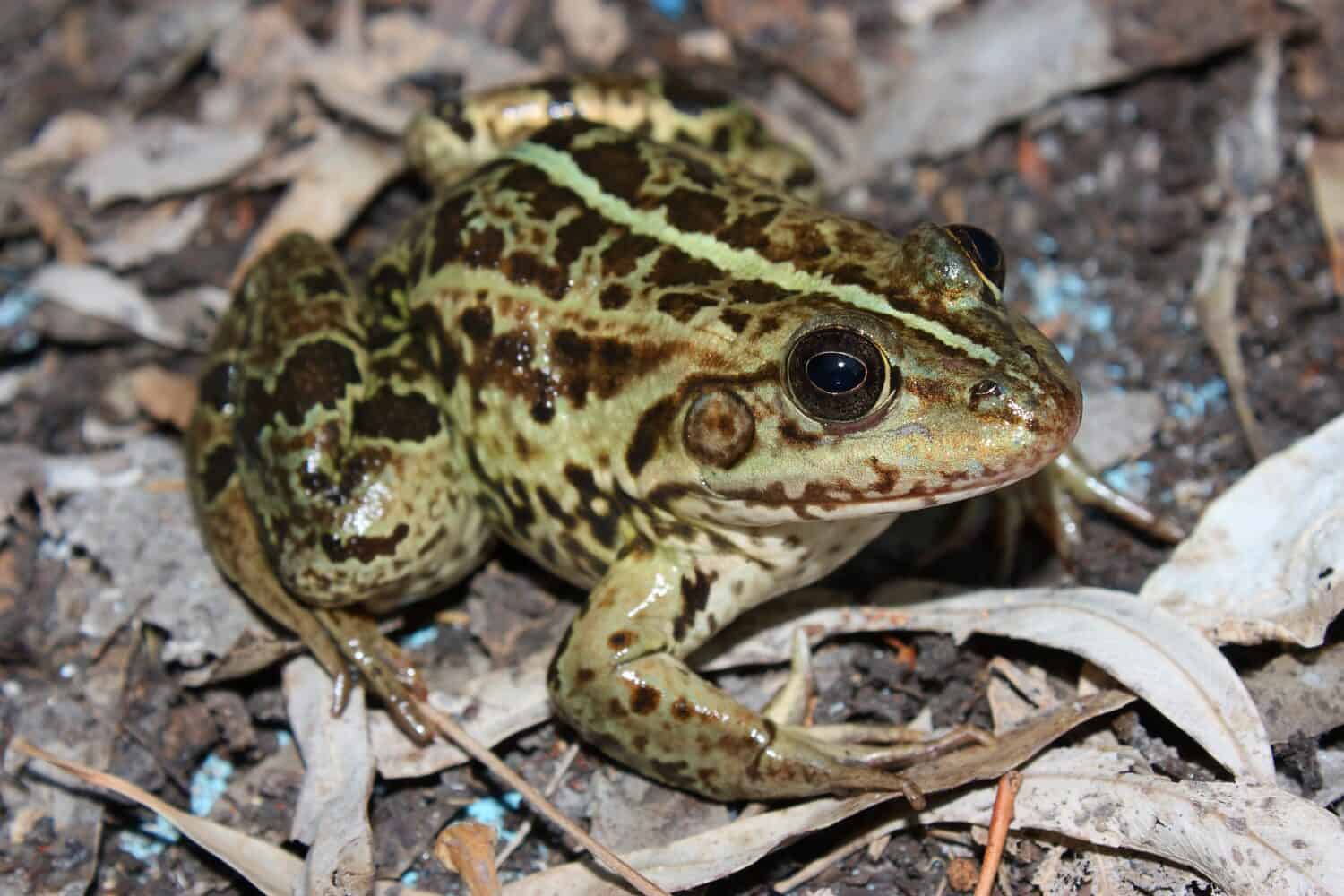 The Balkan frog,  Balkan water frog, or Greek marsh frog (Pelophylax kurtmuelleri) in a natural habitat