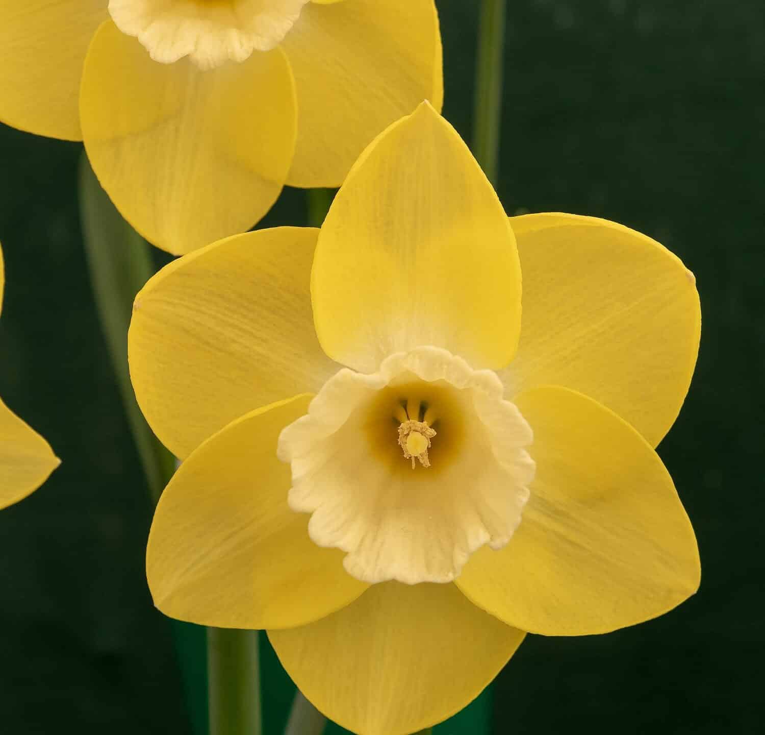 Yellow flowering daffodil Narcissus Flor D'Luna seen closeup indoors.