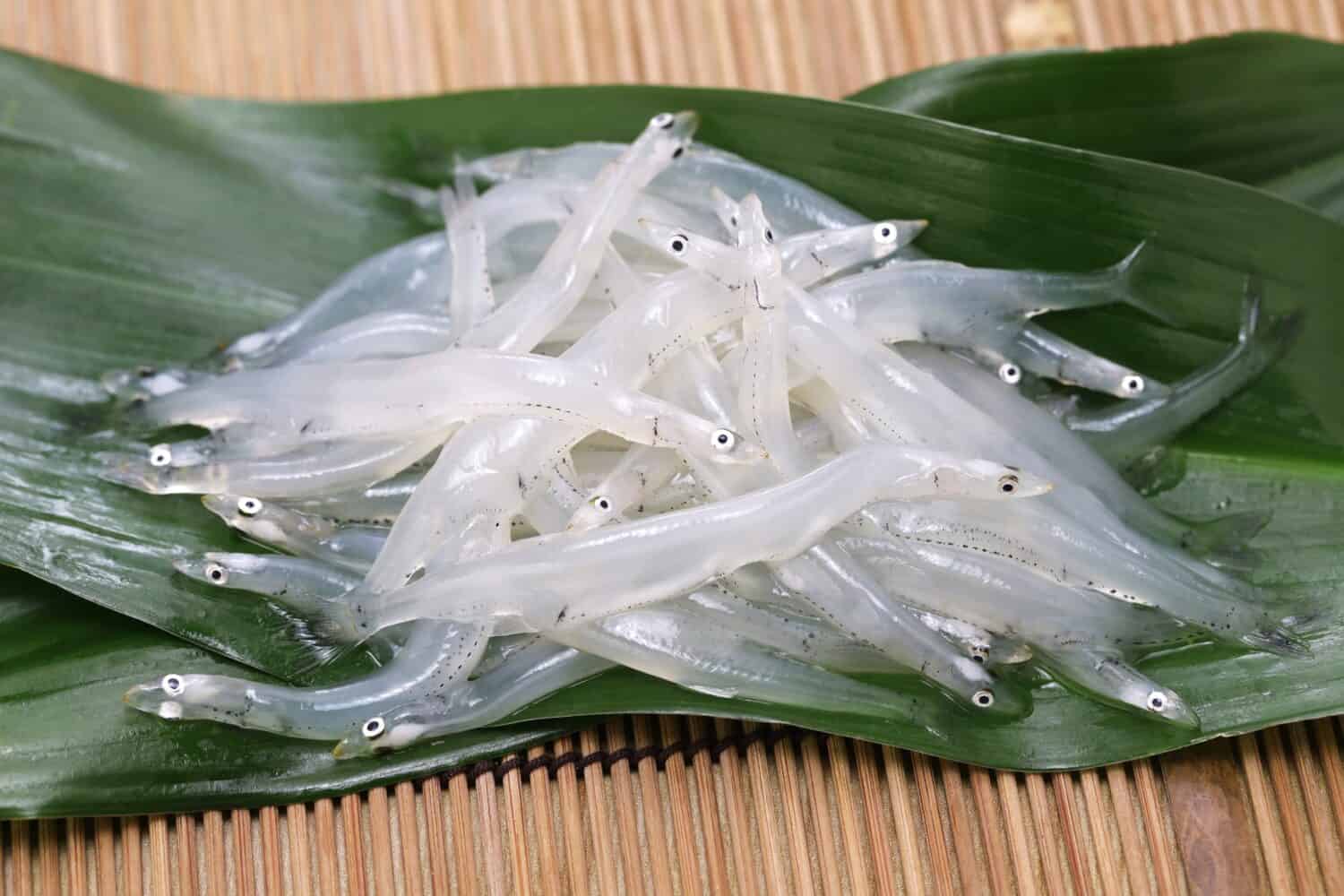 raw Shirauo (Japanese ice fish)