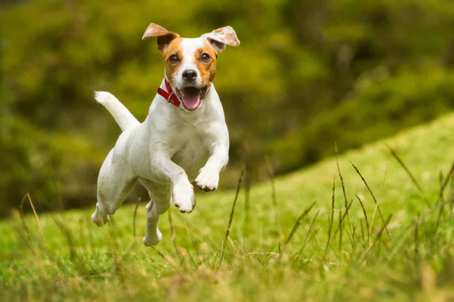 A dog running through a field. 
