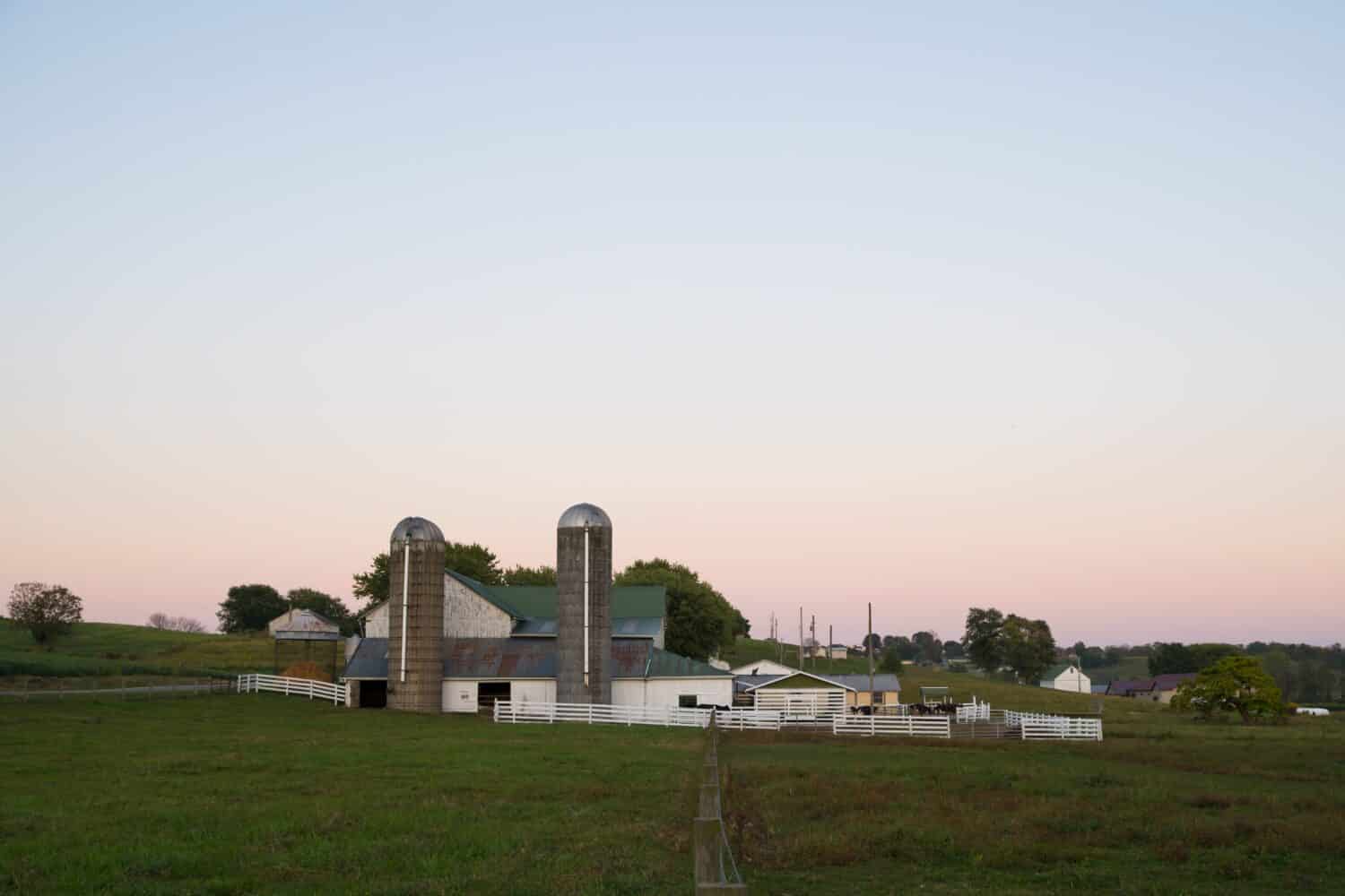 Evening settles over a rural farm scene as cattle feed on hay on an Amish farm near Sugarcreek, Ohio. Twin silos and a corn granary can be seen along with a white, board fence enclosing the yard.