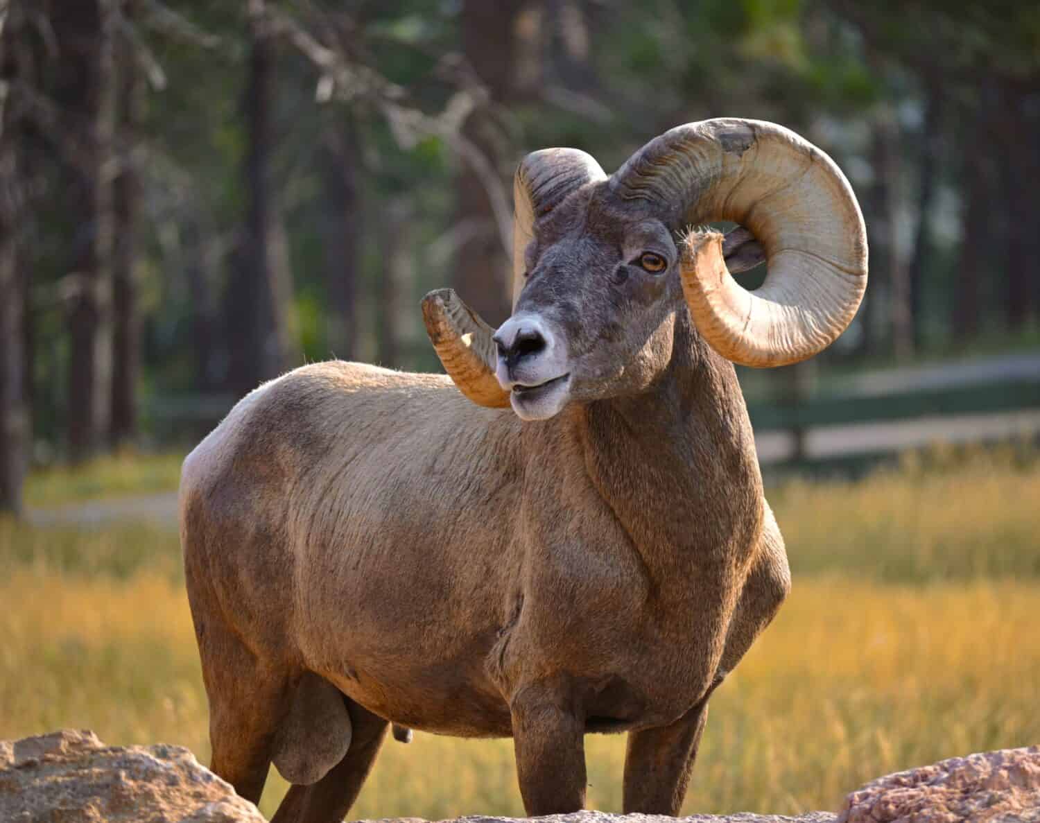 Nature's Resilient Icons: Celebrating the Magnificence and Survival of Bighorn Sheep in the Rugged Landscapes.