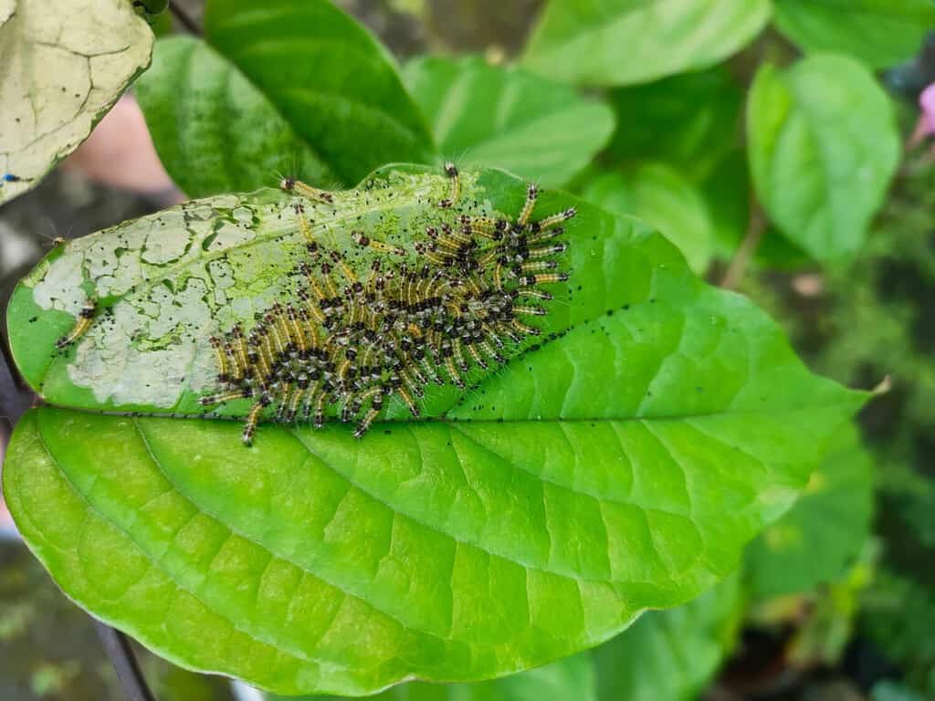 Larva or Worms with on green leaf assembled and eat leaves. Pest on leave, many baby caterpillars on green leaf