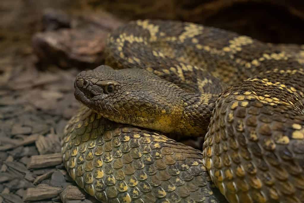 mojave rattlesnake gets a head shot while coiled under a large rock