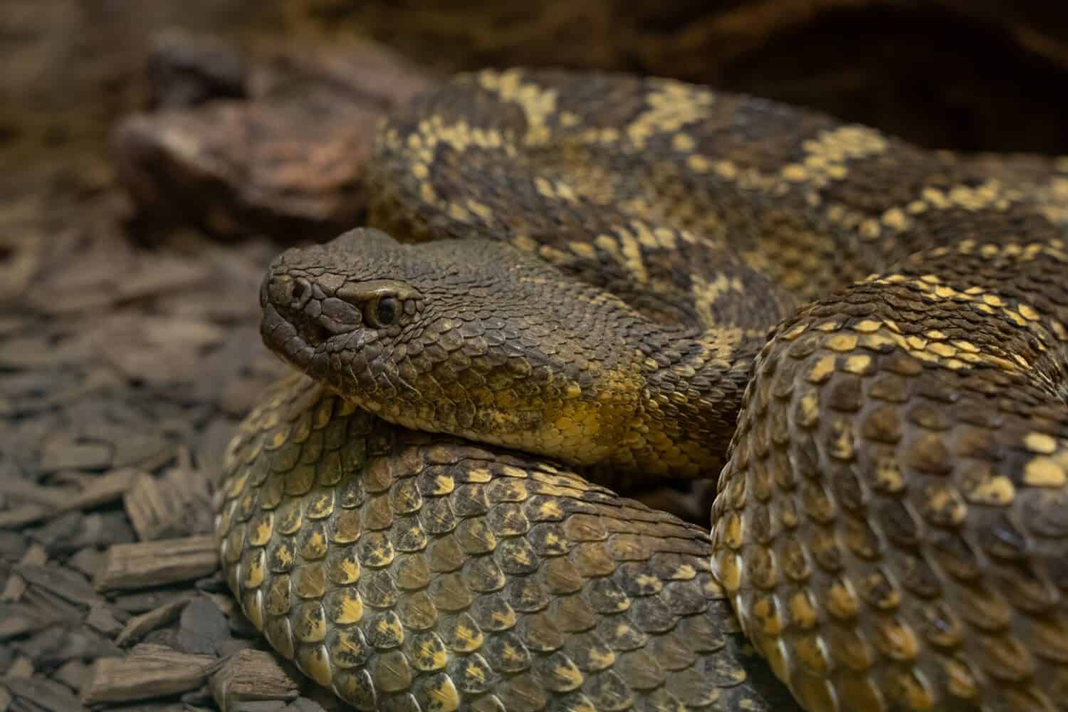 A Mojave rattlesnake, showing its distinctive diamond pattern and the rattles on its tail. 