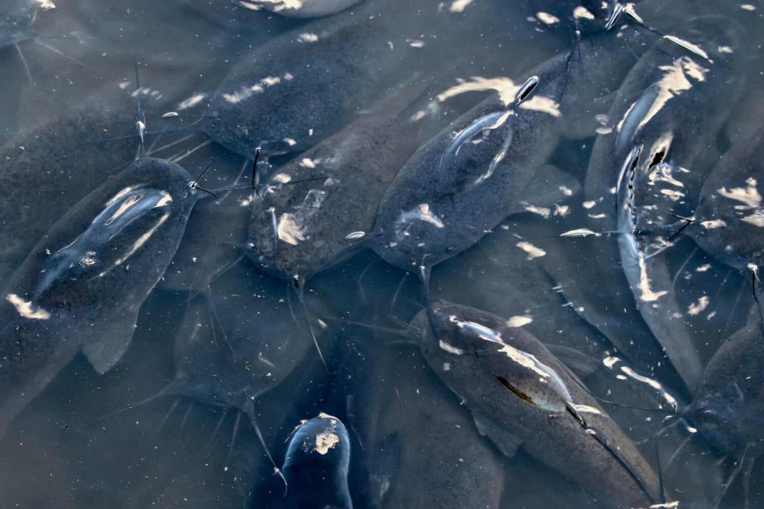 Group of Sharptooth Catfish in South Africa
