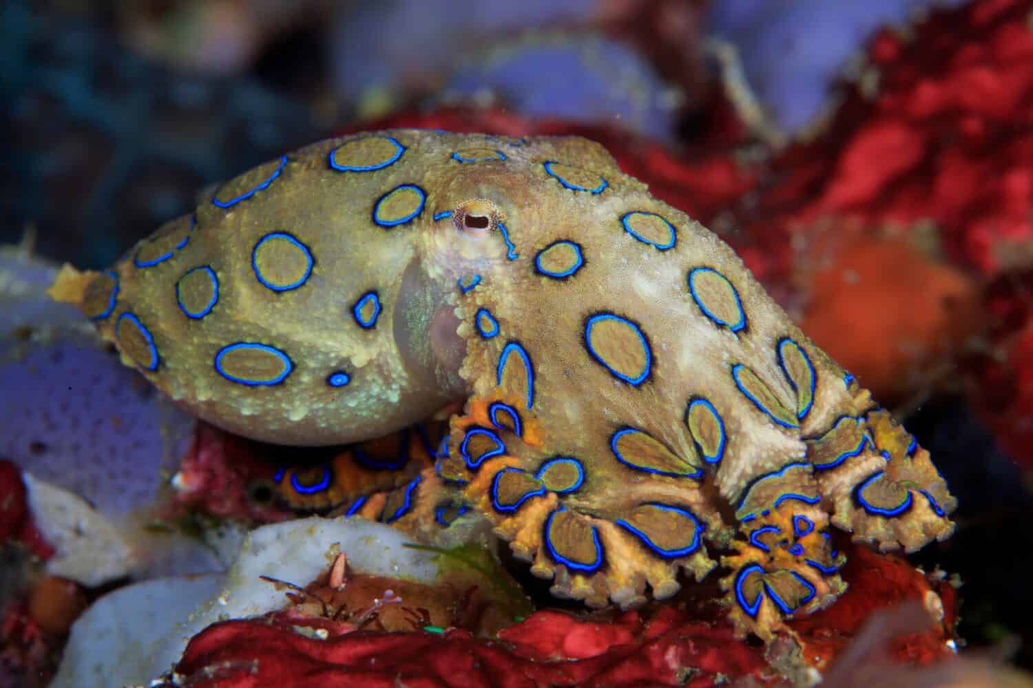 Blue ringed octopus swimming between corals