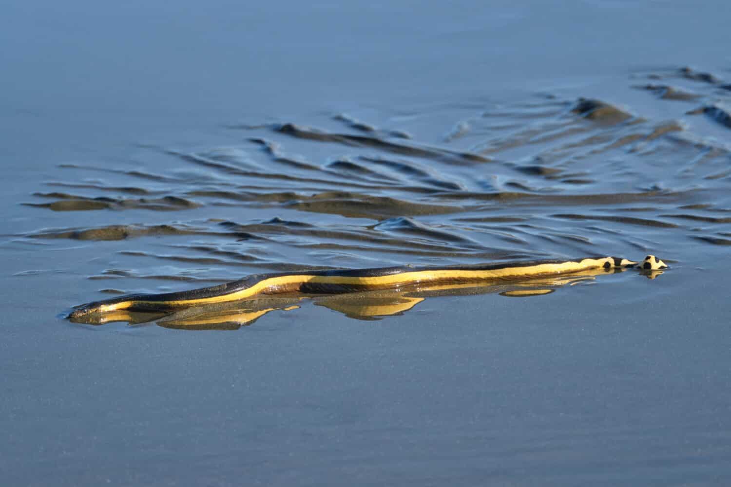 Yellow bellied sea snake 