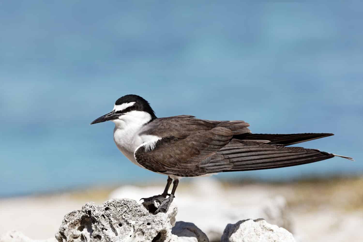 Sooty tern stands on a coral on the beach