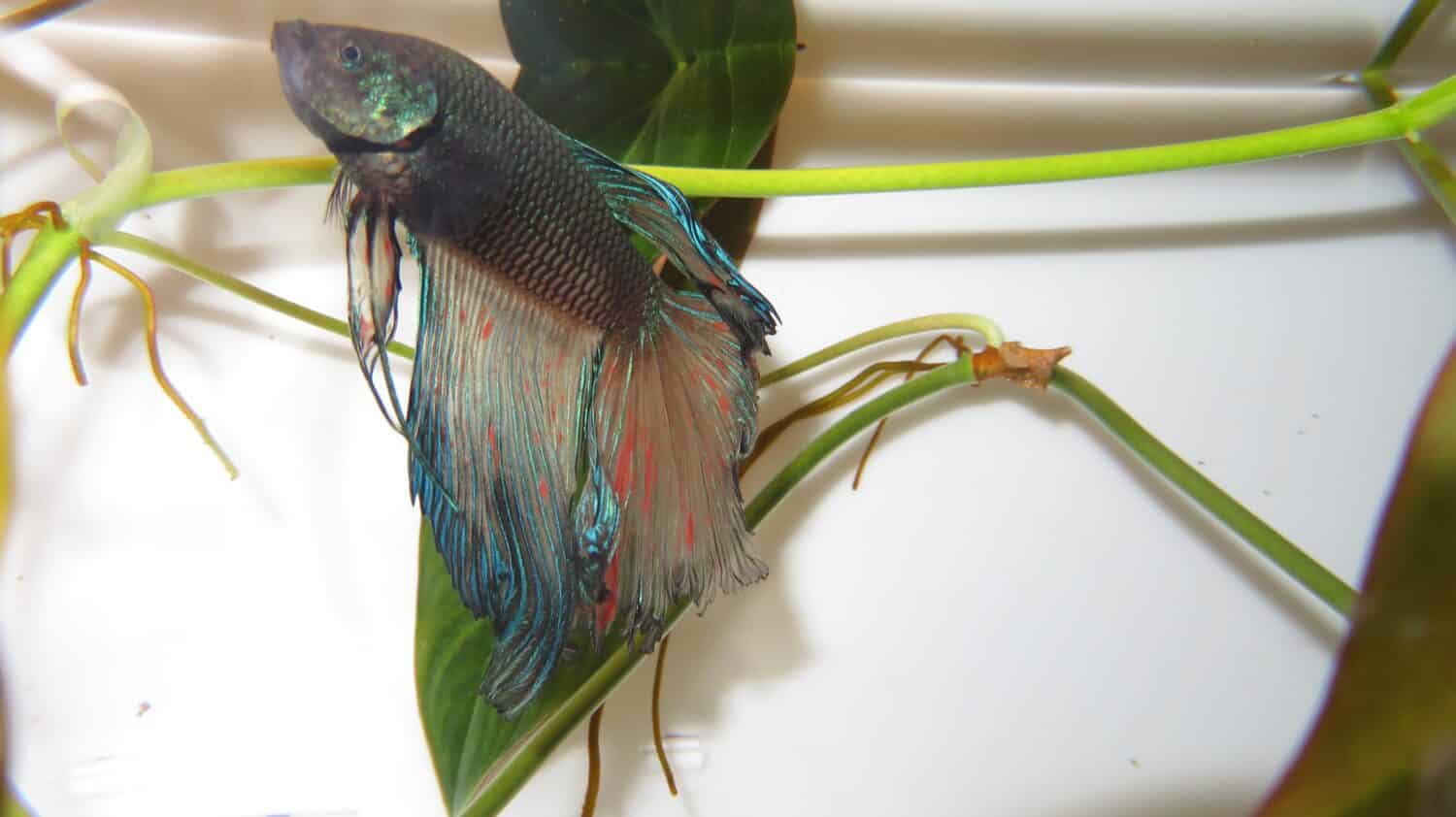 sick fighting fish half moon Betta fish in dark blue color with amoniac burn on his tail