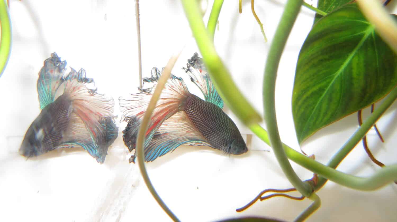 sick fighting fish half moon Betta fish in dark blue color with amoniac burn on his tail