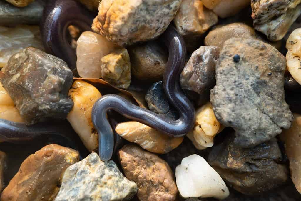 Brahminy blind snake (Ramphotyphlops braminus)